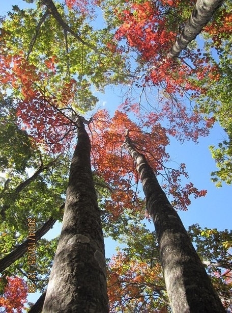 紅葉の倉戸山自然観察登山